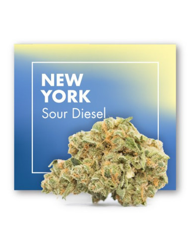 NEW YORK Sour Diesel – INDOOR 10gr by Cannactiva
