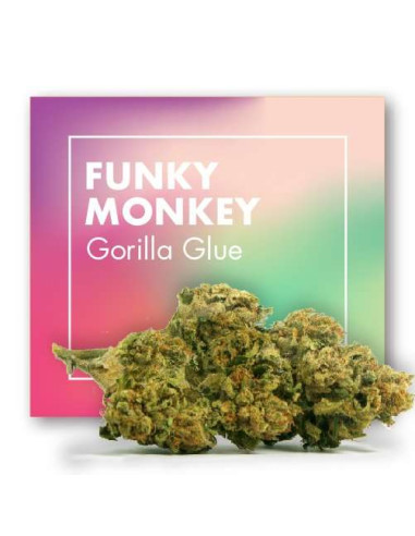 FUNKY MONKEY Gorilla Glue - INDOOR 5gr by Cannactiva