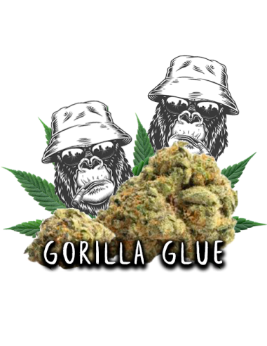 Gorilla Glue CBD 5gr by Iguana Smoke
