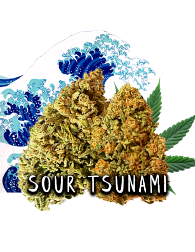 Sour Tsunami CBD 20gr by Iguana Smoke