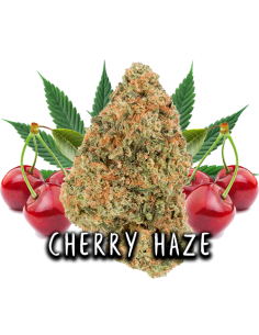 Cherry Haze CBD 3gr by...