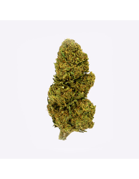 Lemon Haze by Gorilla Grillz CBD 10gr