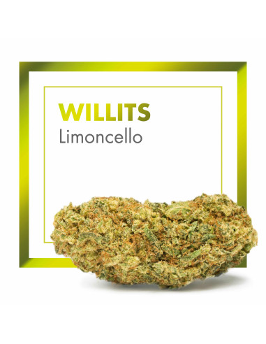 WILLITS Limoncello 2gr by Cannactiva
