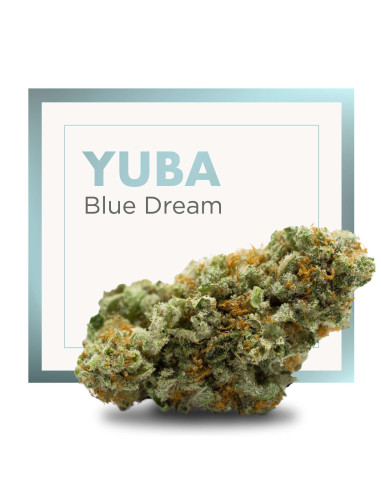 YUBA Blue Dream 2gr by Cannactiva