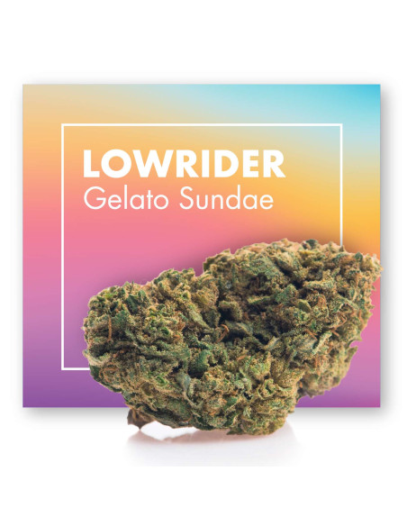 LOWRIDER Gelato Sundae 5gr by Cannactiva