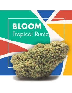 BLOOM Tropical Runtz 2gr by...