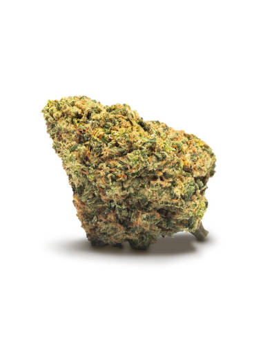 MAPLE Jack Herer 2gr by Cannactiva