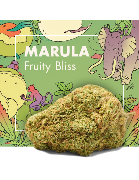 MARULA Fruity Bliss 2gr by Cannactiva