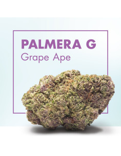 PALMERA G Grape Ape 5gr by...